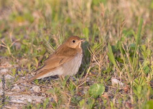 The gray-cheecked thrush ( Catharus minimus) in Texas during spring migration