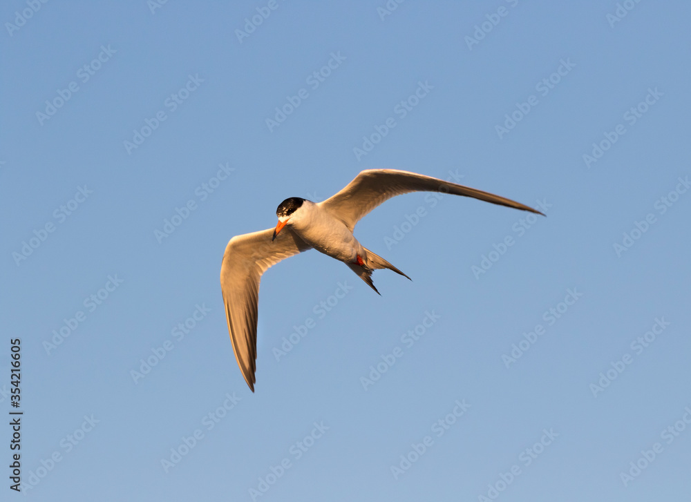 Obraz premium Forster's Terns (Terna forsteri) soaring in the blue sky and looking for fish, Galveston, Texas