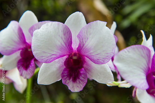cooktown orchid or mauve butterfly orchids against blurry bokeh background