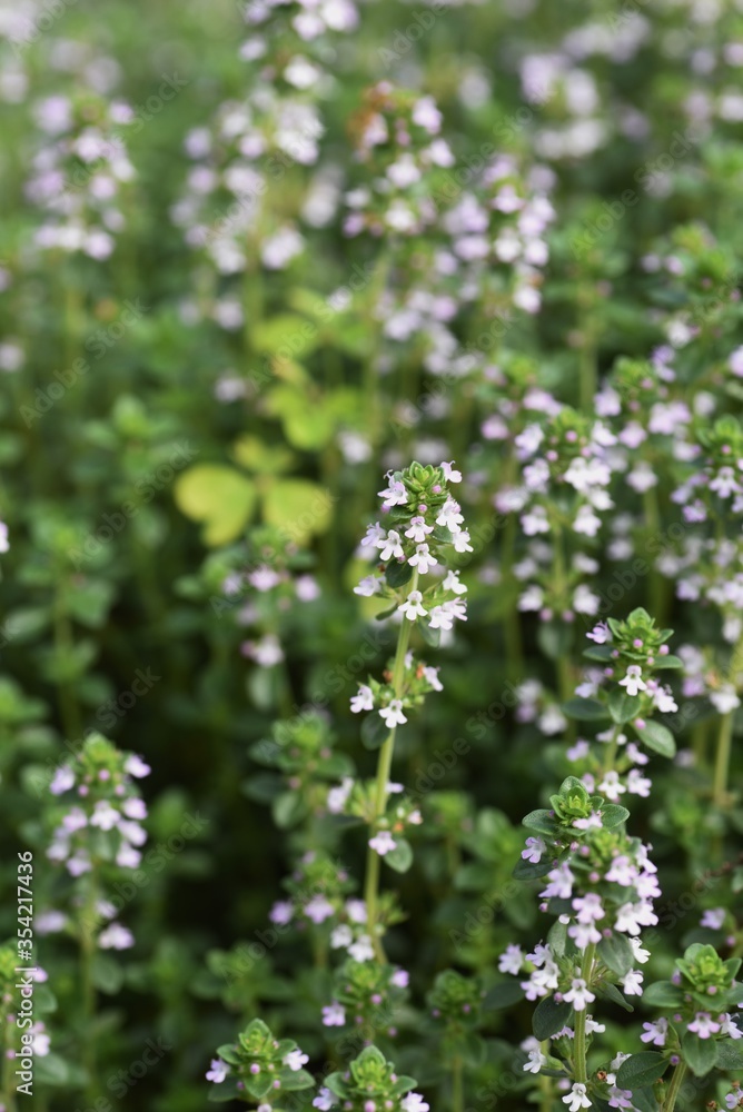 Common thyme flowers / Lamiaceae perennial herb Common thyme flowers / Lamiaceae perennial herb