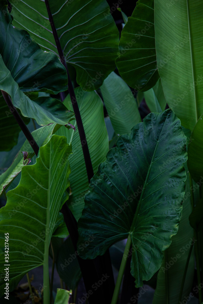 Green tropical leaves creating patterns. Green tropical leaves creating patterns.