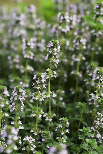 Wallpaper Mural Common thyme flowers / Lamiaceae perennial herb Torontodigital.ca