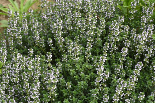 Common thyme flowers   Lamiaceae perennial herb