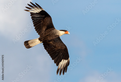 Northern crested caracara  Caracara cheriway  flying in the sky