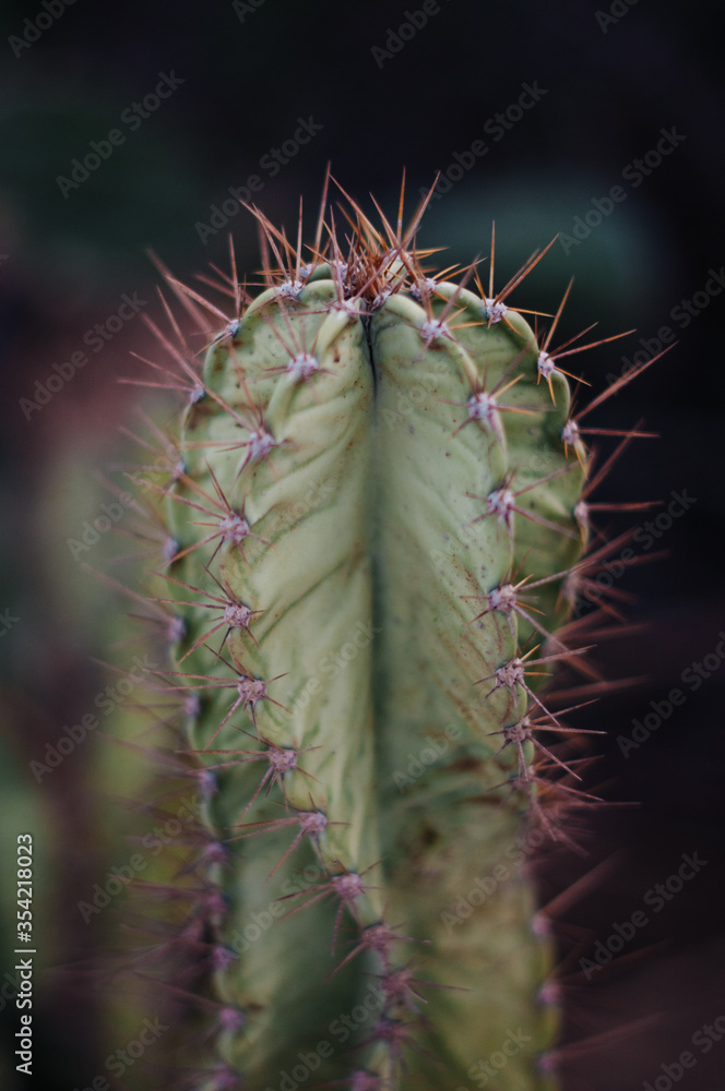 Fototapeta premium Cactus on black background close-up