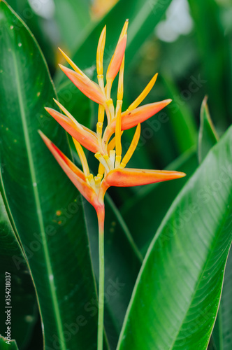 Yellow flower among green leaves