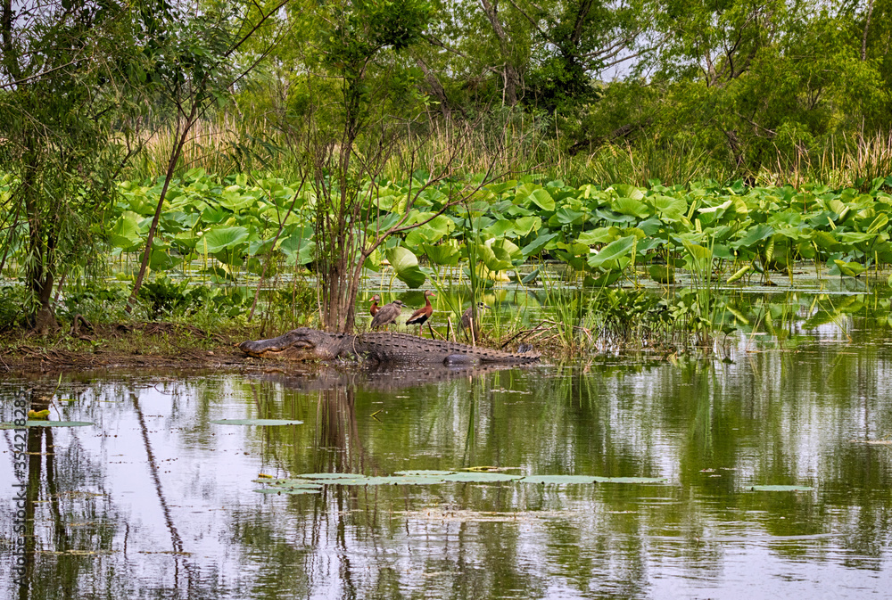 The landscape with a big american alligator and birds at Brazos Bend State Park