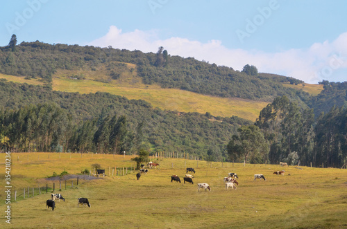 Cattle Raising in the mountains