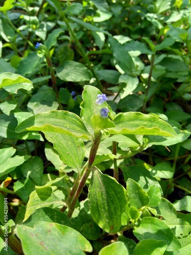 Close up Commelina diffusa (climbing dayflower or spreading dayflower) with a natural background. It is a pantropical herbaceous plant in the dayflower family. Grass with a small blue flower.