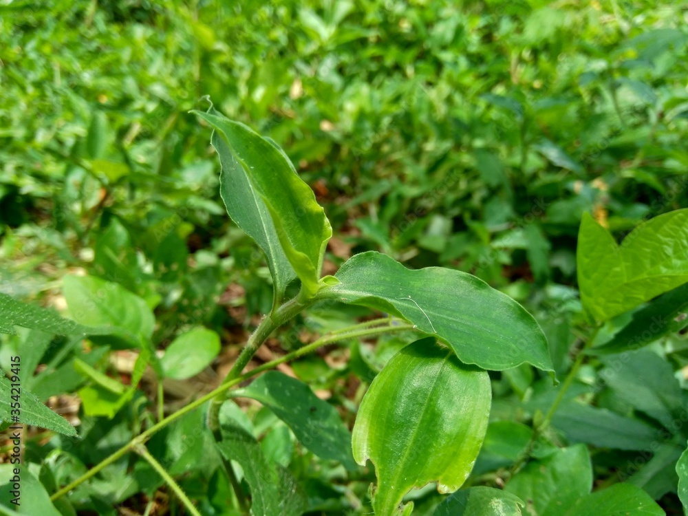 Close up Commelina diffusa (climbing dayflower or spreading dayflower) with a natural background. It is a pantropical herbaceous plant in the dayflower family. Grass with a small blue flower. Close up Commelina diffusa (climbing dayflower or spreading dayflower) with a natural background. It is a pantropical herbaceous plant in the dayflower family. Grass with a small blue flower.