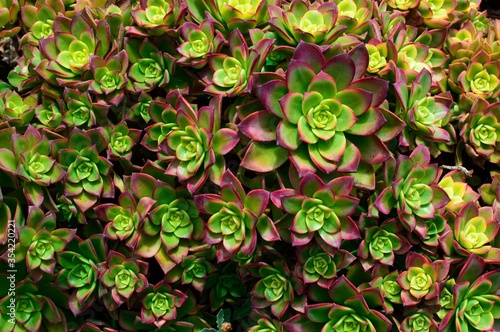 Lush Succulent Wall Background
