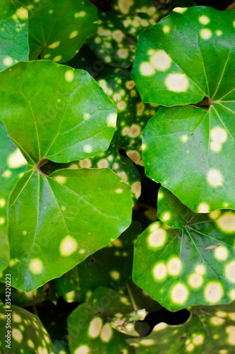 green plant with spots