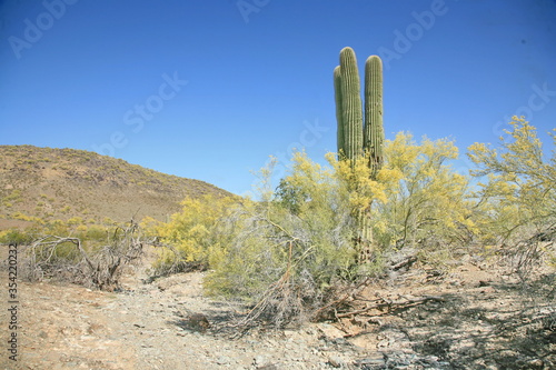 saguaro cactus in arizona