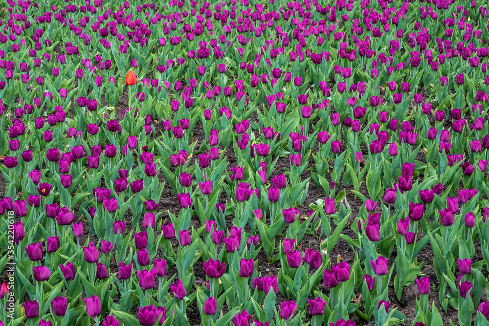 Background of many purple tulips and one red tulip.