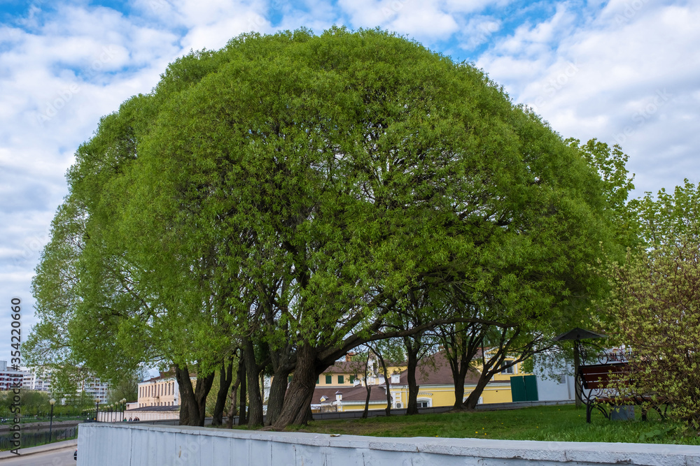 Spherical green crown of a spreading tree in an urban interior.