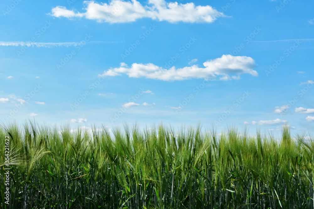 Green grass and blue sky with clouds. nature landscape in Germany.