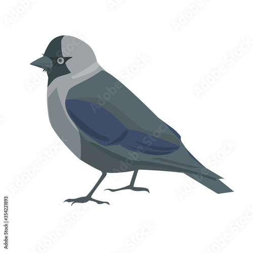 Jackdaw bird. Vector illustration in cartoon style. Isolated on a white background.