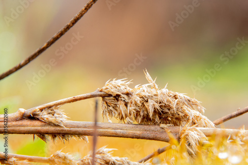 dried branch of dry grass in a macro photo in the forest photo