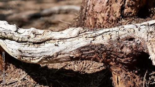 The movement of ants on a tree, against the backdrop of an anthill.