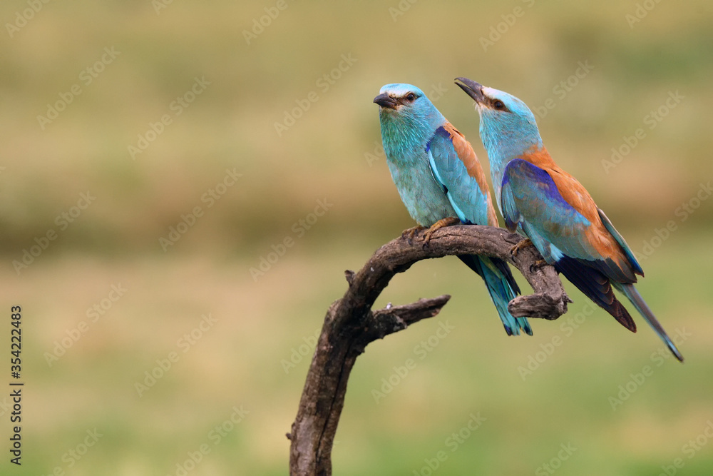 Obraz premium The European roller (Coracias garrulus) flowing pair on branch with green field in background.