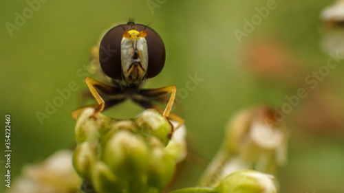 Amazing eyes of a Syrphidae fly sitting on a plant, selective focus image