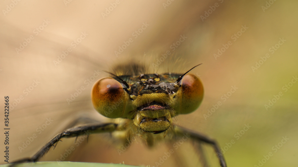 amazing yellow dragonfly eyes shot close-up, selective focus image