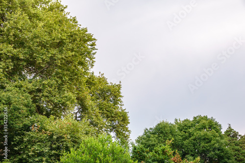 The green trees top in forest on cloudy sky background  copy space