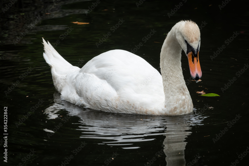 A graceful white swan swimming on a lake with dark water. The swan is reflected in the water and water drips from its beak. A graceful white swan swimming on a lake with dark water. The swan is reflected in the water and water drips from its beak.