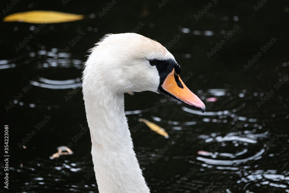 Portrait of a graceful white swan swimming on a lake with dark water.