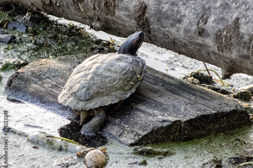 red-eared turtle basking on log in marsh. Invasive type of animals in the river of Russia and turtles appear in the ponds of Moscow