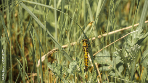 big yellow dragonfly resting on green grass