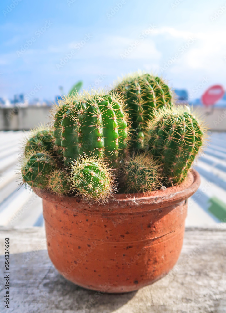Echinopsis calochlora green circle cactus plant decorated in the circle orange pot on blue sky cloud background Echinopsis calochlora green circle cactus plant decorated in the circle orange pot on blue sky cloud background