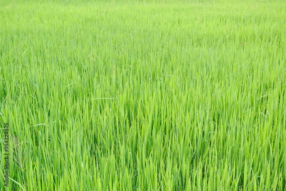 Rice is growth in the rice paddies.Bright green grass.The seedlings of rice are light green. Rice is growth in the rice paddies.Bright green grass.The seedlings of rice are light green.