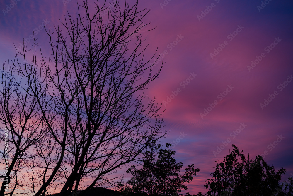 sunset sky with beautiful clouds over bare branches from autumn trees