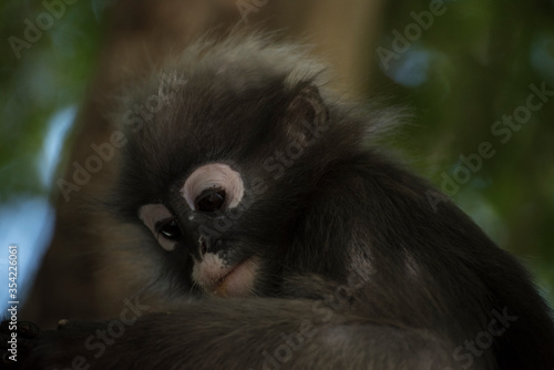 Wallpaper Mural Langurs à lunettes : adorables singes asiatiques Torontodigital.ca