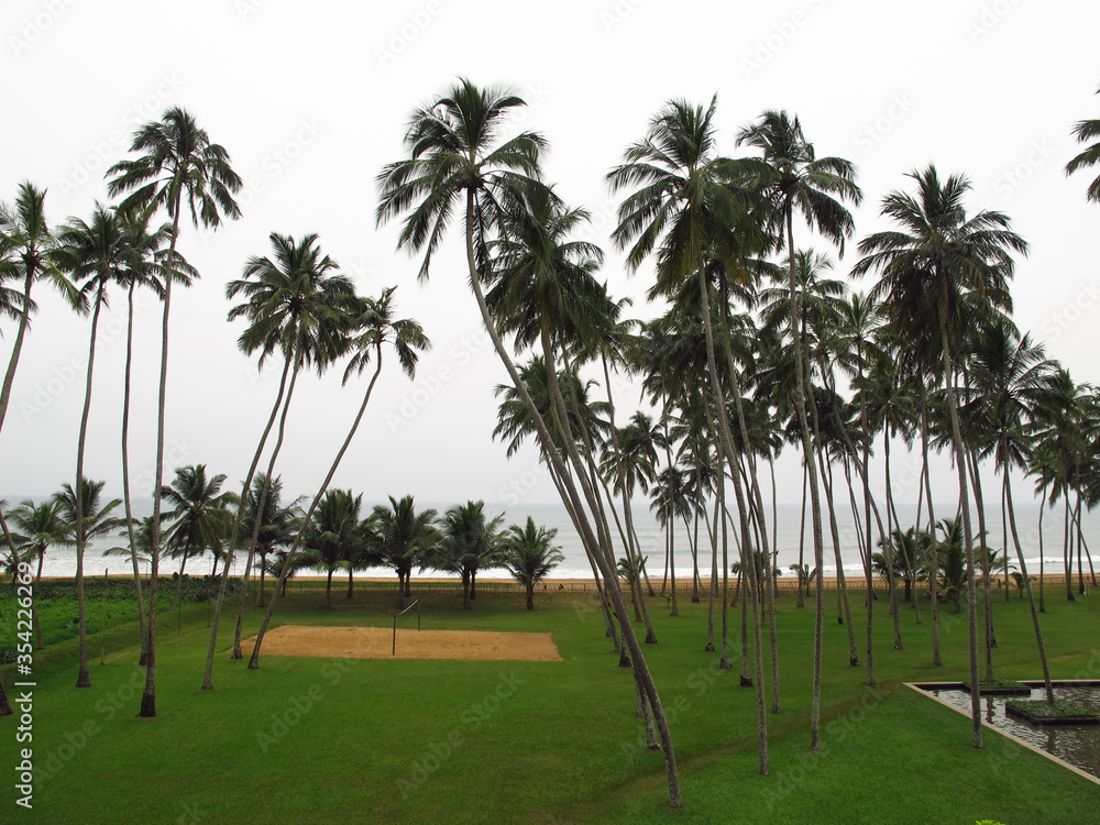 Palm trees on the beach of Sri Lanka, West Coast, Indian Ocean