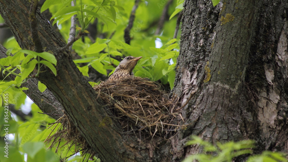 Little starling bird in a straw nest on the thick branches of a tree hatches its Chicks against the background of green foliage on a spring day