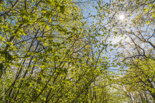 Bright green branches in spring season © olandsfokus
