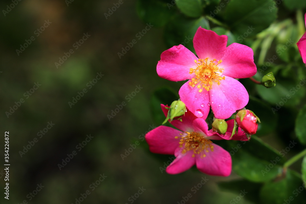 Obraz premium バラ