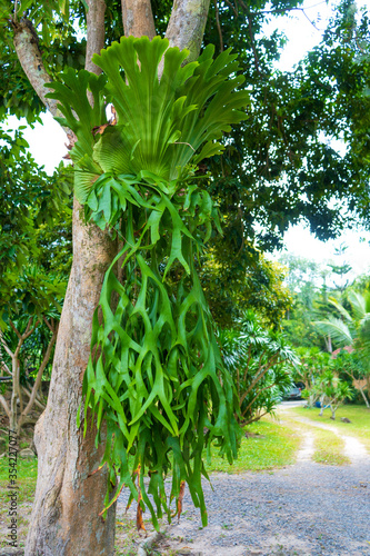 Unusual fern tree. Strange plants close up photo