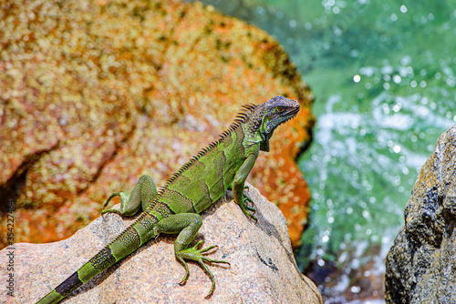 Green iguana also known as the American iguana is a lizard reptile in the genus Iguana in the iguana family.