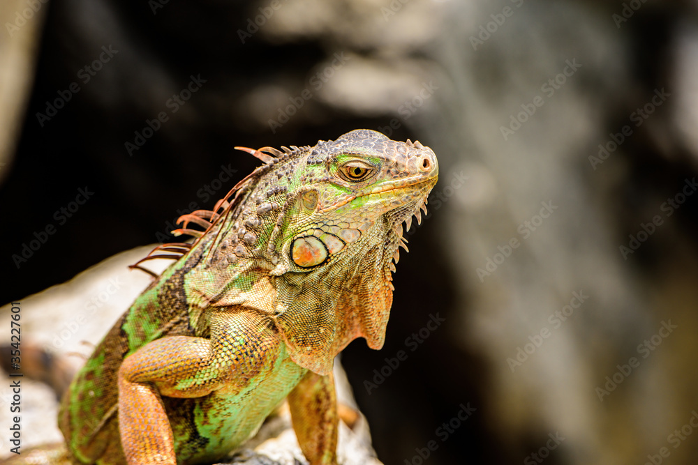Iguana dragon close up. Iguanas warming in the sun on volcanic rocks. Iguana dragon close up. Iguanas warming in the sun on volcanic rocks.