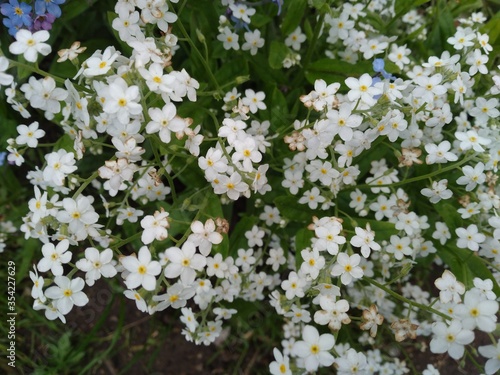 White flowers on a green background. Blooming flowers nature background