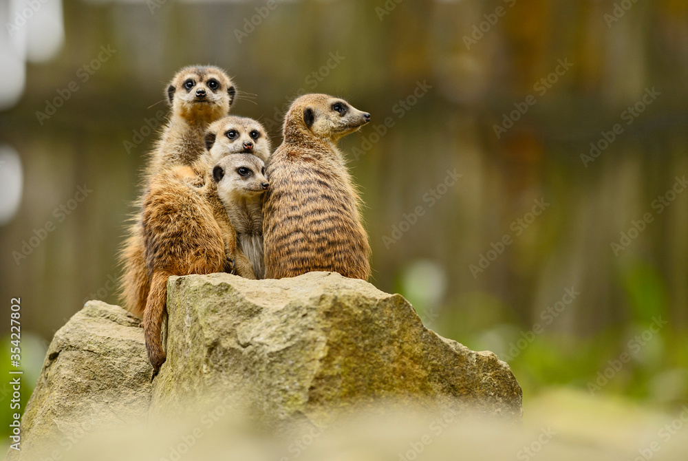 Fototapeta premium Meercat - Suricata suricatta, popular small carnivores from African savannas, Namibia.