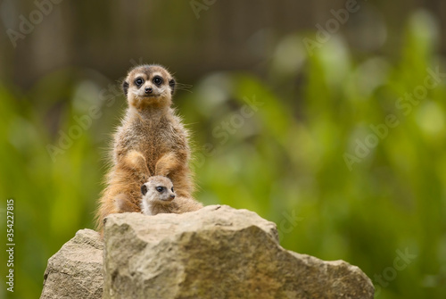 Canvas Print Meercat - Suricata suricatta, popular small carnivores from African savannas, Namibia
