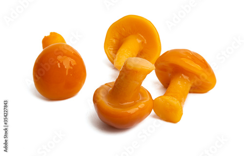 orange honey mushrooms isolated