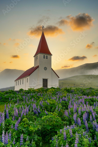 The summer church of Vik i Myrdal is lupine blooming in a rural town in southern Iceland. This is a popular tourist destination. In the evening fog, warm color picture.