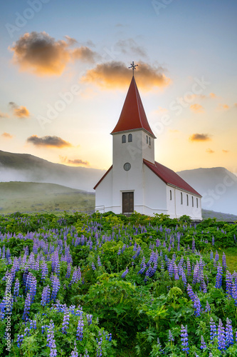 Vik i myrdal church in the summer is full of lupine blooms in a rural town in southern Iceland, This is a popular tourist destination. In the morning fog. The pictures are bright and fresh.