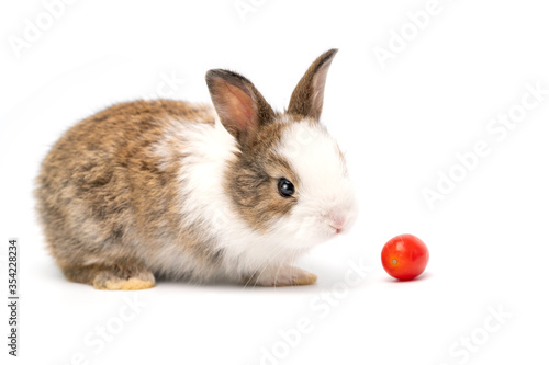 Baby lovely adorable brown rabbit and tomato on white background. Pet with fluffy hair for Easter.