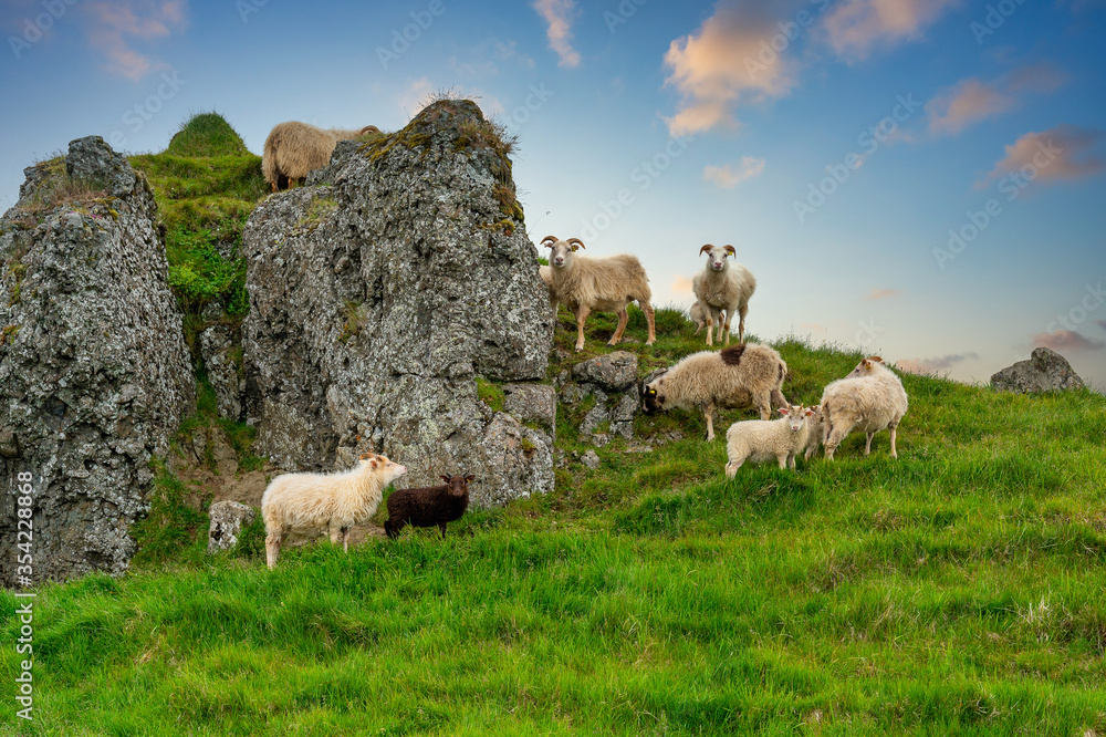 Fototapeta premium A flock of sheep standing at the rocky mountains on a hill in the summer, with green grass and wild flowers, in the countryside in the morning the sky is beautiful.